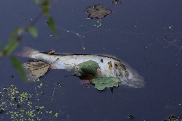 Отбор проб в реке Урал по факту гибели рыб