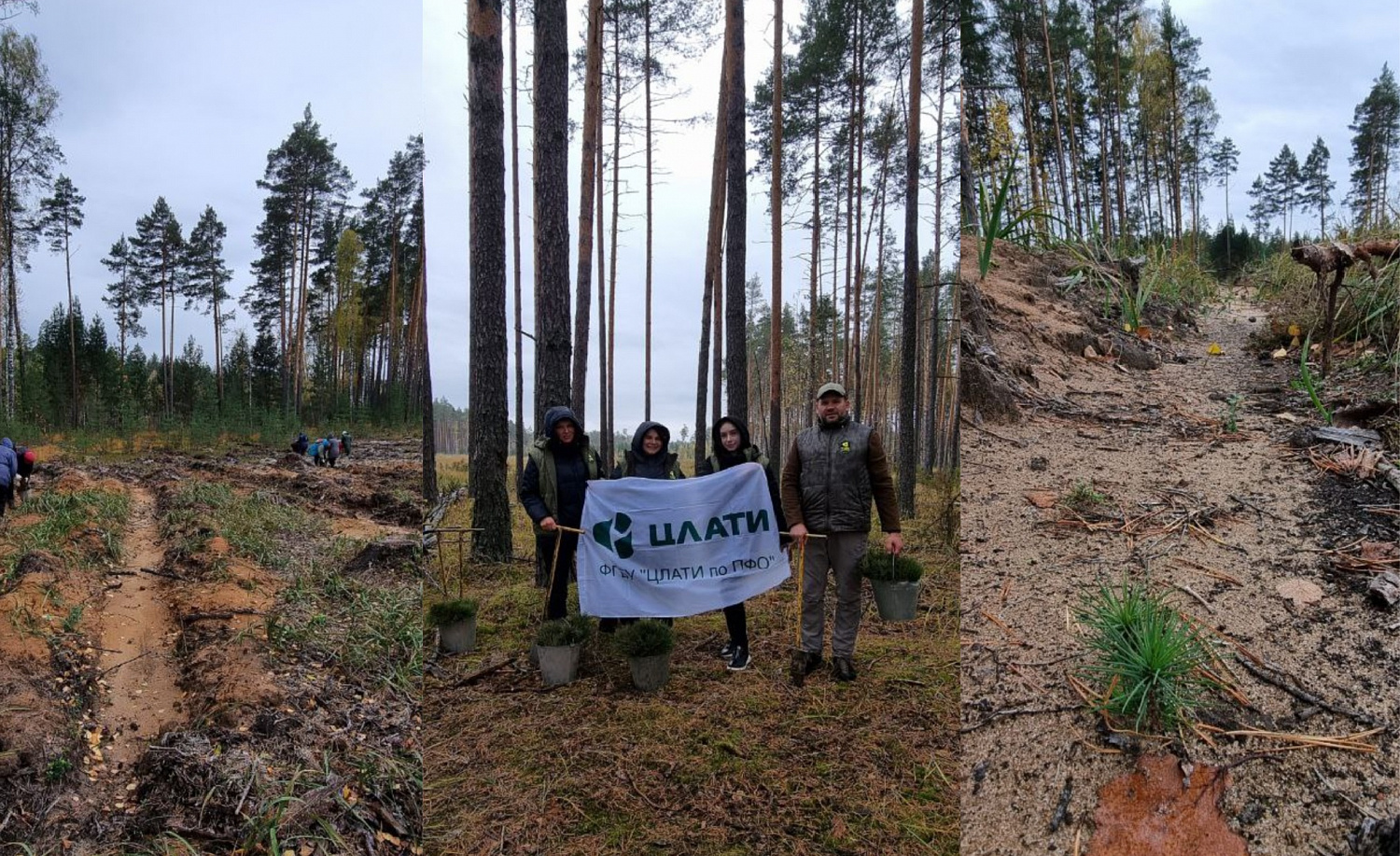 ЦЛАТИ по ПФО принял участие в всероссийской Акции по восстановлению лесов